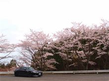 一目千本桜DE春麗オフ