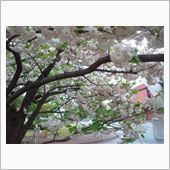 ポンちゃんと見た桜