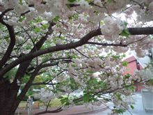 ポンちゃんと見た桜