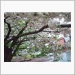 ポンちゃんと見た桜
