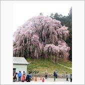 花見？
