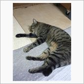 プロ野球の話 広島の快進撃！