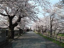 桜２