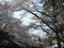 桜４