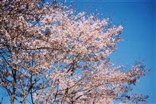 春ですねー（遅っ