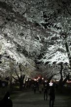 夜桜