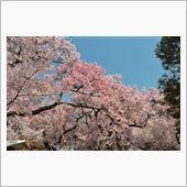 高遠の桜と雪の大谷