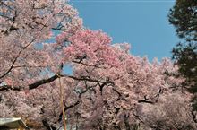 高遠の桜と雪の大谷