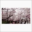 弘前公園散策
