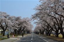 桜～迷走