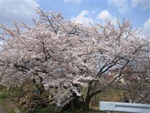 石川　大仏公園の桜（弘前市にある昔の城跡です）