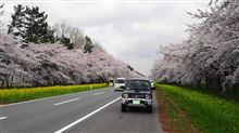 菜の花と桜の競演