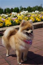 ゴールデンウィーク突入！luluと近くのお花畑へ・・