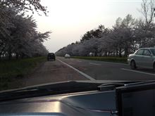 桜５