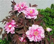 島根県の花は「ぼたん」