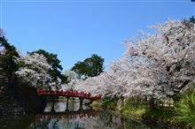 ヤッパリ弘前の桜は最高！