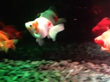 博多駅に金魚を見に行く！