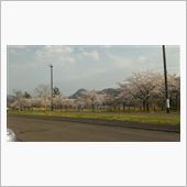 桜がきれいでした