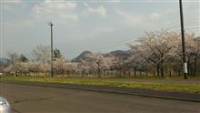 桜がきれいでした