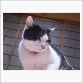 にゃーにゃーにゃー