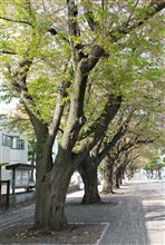 お馬さんに逢いに(*^o^*)