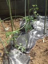 今年もトマトを植えました。