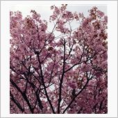 満開の桜