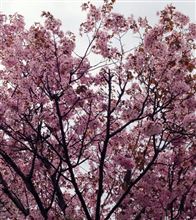 満開の桜