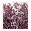 満開の桜