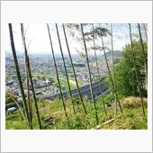 【大山崎】タケノコ堀【天王山 ...