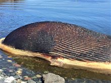 知能生物に対する敬意なんてものは無い