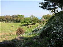 石垣山一夜城のシャガが見事でした