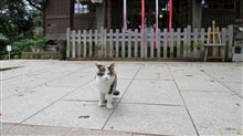 人懐っこい猫