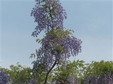 ５月５日月曜日（祝日）の日記