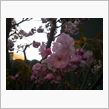 桜が咲きました(^^)