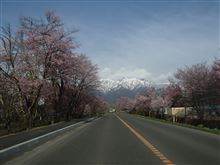 咲きました