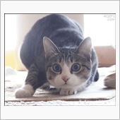 じわじわクル