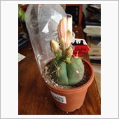 サボテンの花