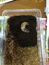 カブトムシの幼虫って、意外と動くのね。