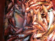 釣り