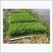 田植えからの～プチオフ。