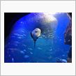ゴールデンウィーク7日目 まさかの水族館二回目