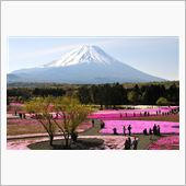 富士と芝桜