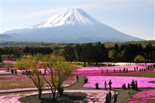 富士と芝桜