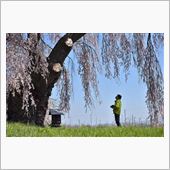 名もない桜たち