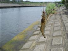 テナガエビ釣り