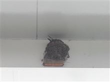 今年の燕
