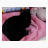 ネコは枕元で日向ぼっこ