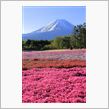 富士と芝桜&amp;新緑の白糸の滝