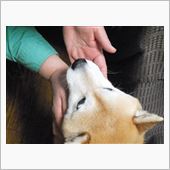 柴犬萌ゆる季節・・・